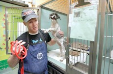 This man gives free haircuts to shelter dogs so they'll get adopted