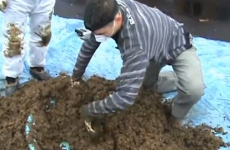 WATCH: NFL fans wanted free tickets so badly they dug through manure for them