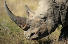Irish crime gang face jail after trying to steal €73 million worth of rhino horns and other artefacts