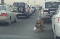 Tiger spotted roaming through traffic in the Middle East