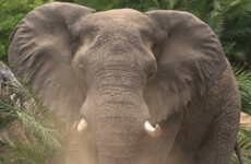 An elephant has set foot in war-torn Somalia for the first time in 20 years