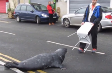 Wicklow's infamous Sammy the Seal is going viral all over the world