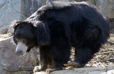 Bear shot dead after killing two villagers in a rampage