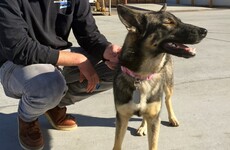 This amazing dog fell off a fishing boat but was found alive five weeks later