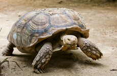 Poachers stopped with half a tonne of tortoises and snakes