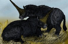 Humans and these very ugly unicorns once walked the earth together