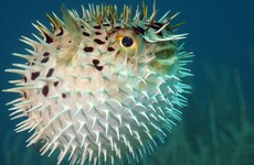 Japanese police raid restaurant believed to be serving notoriously poisonous fish