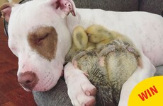 This rescue dog adopted two ducklings and they're now internet darlings