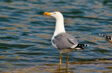 Seabirds '10 times' more polluting than humans when it comes to dirtying Ireland's beaches