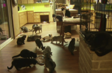 California woman lets thousands of homeless cats take over her house