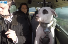 Flying dogs, arranged marriages and 'resurrected' dead relatives: TV trends around the world