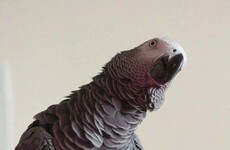 This parrot from Tallaght keeps shouting 'oh bollix' at his owners