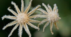 Your pictures: Frost-bitten Ireland