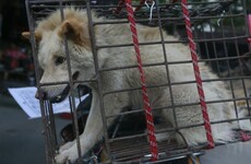 South Koreans eat nearly 2.5 million dogs a year, but the industry is dying