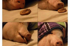12 foolproof solutions to having a shite day