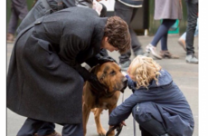 Cumberbatch just filmed Sherlock scenes with an amazing dog... It's The Dredge