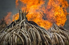 The world's biggest ivory bonfire is happening right now