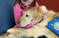 13 adorable pictures of the JoJo the 'dog nurse' who helps calm nervous children
