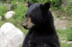 Woman fends off black bear… with a courgette
