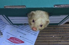 'Gary' the pet ferret got lost in Stoneybatter and made lots of new friends