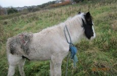 ISPCA rescues pony after it was set on fire