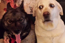 Here's what's going viral right now: Saturday