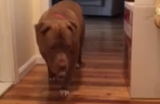 This video of a dog adorably tip toeing past a sleeping cat is going viral on Facebook