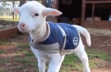 Here's what's going viral right now: Monday