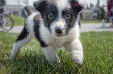 Romanian lawmakers vote to euthanise stray dogs