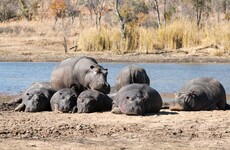 Pablo Escobar's hippos are still wandering around his home town
