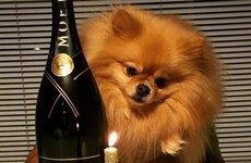 The Rich Dogs of London lead better lives than most humans