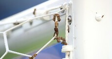 Moths invade Stade de France before Euro 2016 final