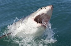 Ballina, Australia: The surf town still reeling from shark attacks
