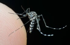 Zika health emergency declared across half of Peru