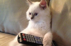 What to watch on TV tonight: Thursday