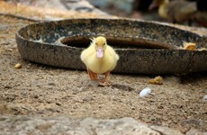 What do you mean by 'bird-brain'? Baby ducks can actually learn differences between objects