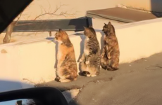 Here's what's going viral right now: Monday