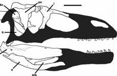 New 80 million-year-old 'giant thief' dinosaur found in Argentina