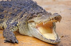 Man fights off crocodile with bare hands