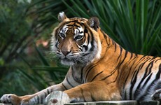 Woman dies after being attacked by tiger at safari park