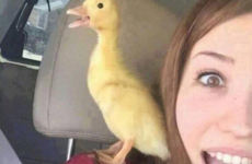 Here's what's going viral right now: Wednesday