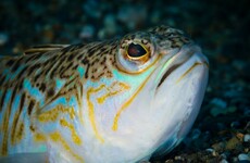 Warning to swimmers over venomous fish that lurks beneath the sand