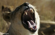 New study shows tigers, lions and other carnivores becoming endangered as prey dwindles