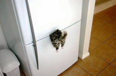 Here's what's going viral right now: Friday