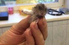 Here's what's going viral right now: Tuesday