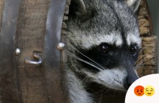 Woman could face charges after slamming dead raccoon against window