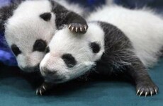 The giant panda is no longer endangered in China