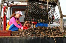 New York to revive oyster population by growing them on recycled toilets
