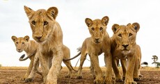 Can you top these? 15 absolutely brilliant early entries to the Nat Geo Nature photo contest