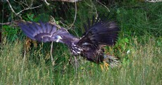 Once extinct white-tailed eagle chicks fly the nest in three counties